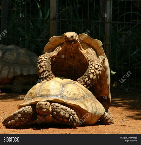 海龟 图片和照片（免费试用） | Bigstock