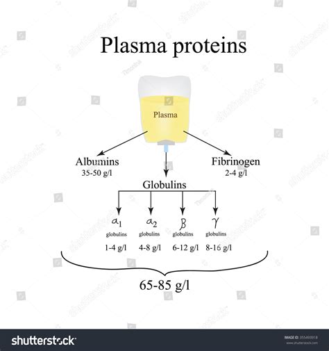 Protein Example Of Albumin at Christine Scheerer blog