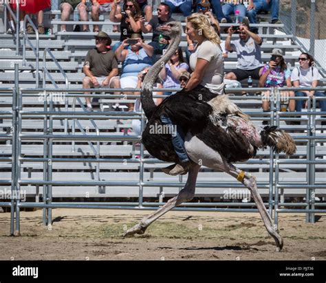 Santa Ostrich Racing