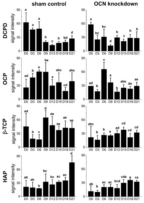 Osteocalcin Mediates Biomineralization during Osteogenic Maturation in ...