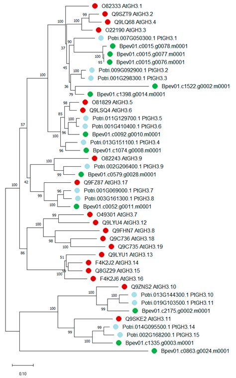 Expression Analysis of Key Auxin Biosynthesis, Transport, and ...