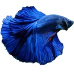 Navya Aquarium Fish Shop | Online Aquarium Fish Delivery