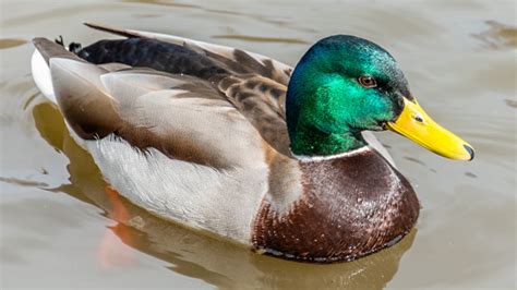 Image result for Animals Using Sign Language