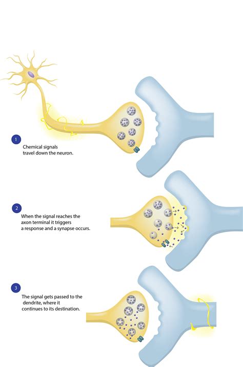 What Is a Neurotransmitter 的图像结果