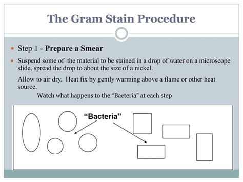 Preparation Gram Stain 的图像结果