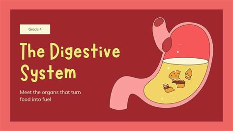 Image result for Digestive System Slides