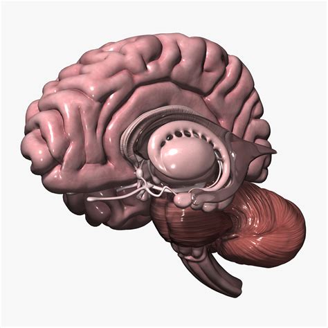 3d model human brain