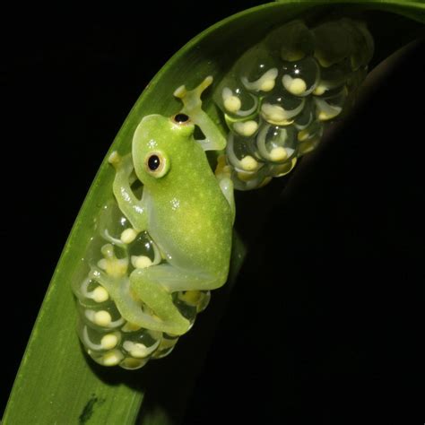 Scientists have found out how Glass frogs turn transparent - The Hindu