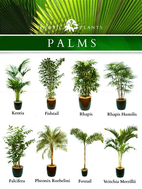 Tropical House Plant Identification Names 120 Ornamental Plants Name:
