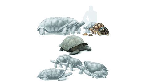 Image result for Tortoise