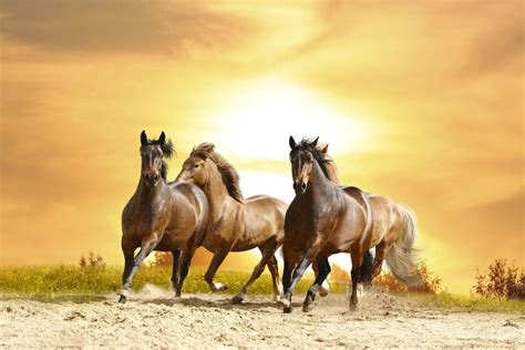 [600+] Horse Wallpapers | Wallpapers.com