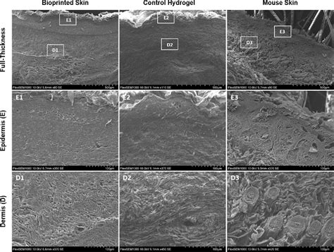 Figure 1 from Bioprinted Skin Recapitulates Normal Collagen Remodeling ...