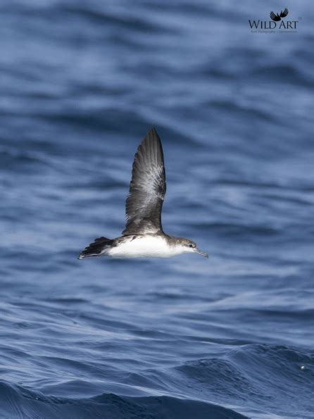 Shearwaters | Petrels, Shearwaters (Procellariidae) | Gallery | WildArt ...