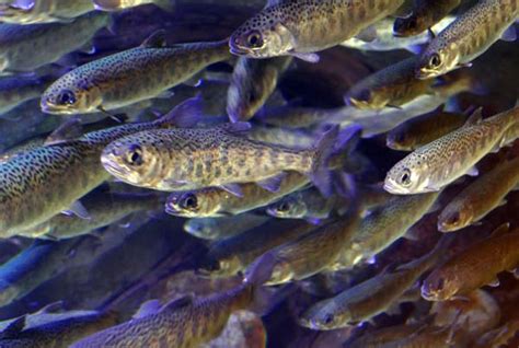 Image result for O2 Generator