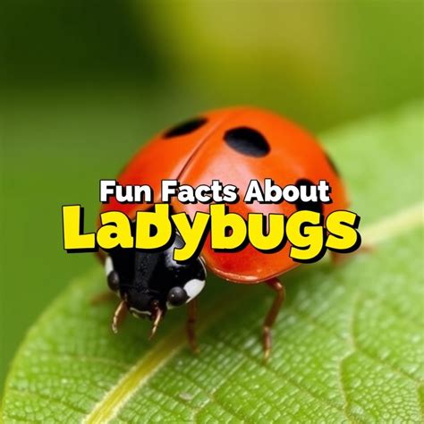 fun facts about ladybugs