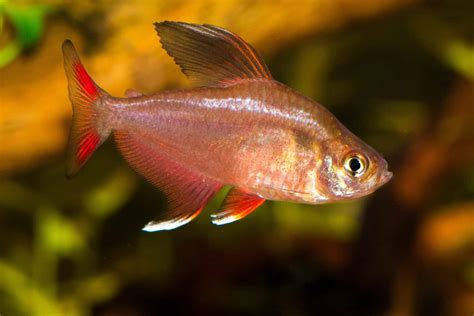 Tetra Fish Types: Guide to Types of Tetras (29 Species) - Fish Laboratory