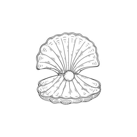 Image result for Open Sea Shell Line Drawing