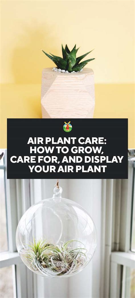 Air Plant Care 101 的图像结果