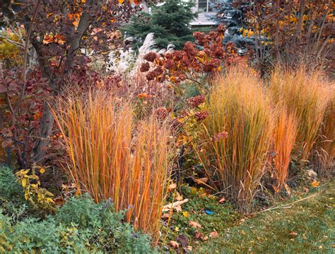 Transform Your Garden This Fall with Ornamental Grasses