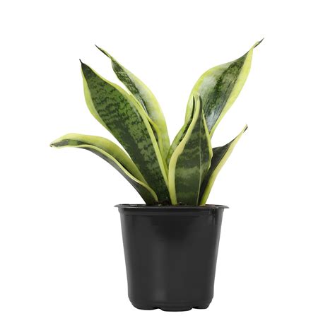 Buy Snake Plant Superba | Low Maintenance Indoor Plant for Home ...