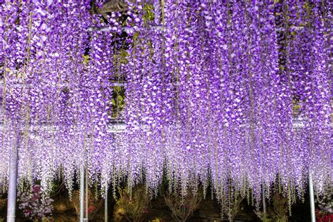 Visit Demon Slayer location: Places of wisteria flowers looking like Mt ...