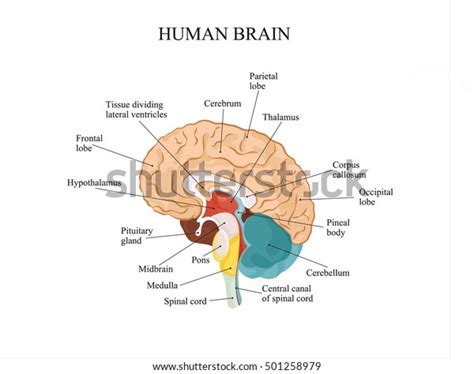 Image result for Brain