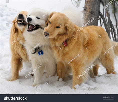 Samoyed Mix Golden Retriever