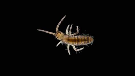 Image result for Spring Tails Bugs Under Microscope