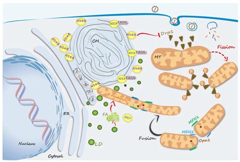 Non-Canonical Roles of Dengue Virus Non-Structural Proteins