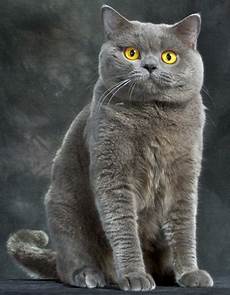 cat breeders shorthair cat breed cat breeders shorthair cat breed