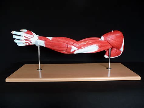 Image result for Human Arm Muscle Model