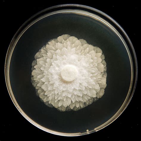 Black leg of seedlings - Prevention, Control and Damage