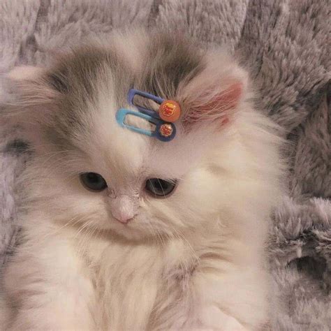 超可爱猫咪系列头像 可爱小猫头像图片大全超萌-可爱头像