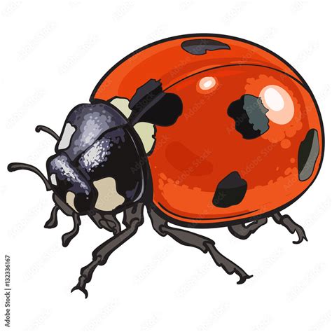 Image result for Ladybug Realistic