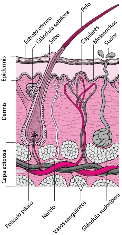 Estructura y funcionamiento de la piel - Estructura y funcionamiento de la piel - Manual MSD ...