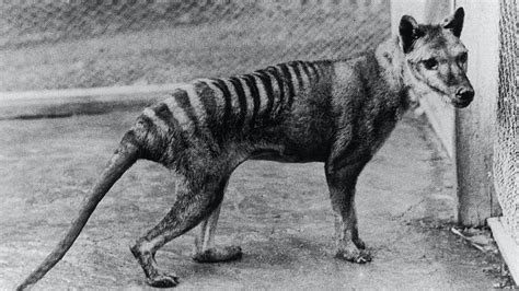 A Govt Report Contains Details Of New Tasmanian Tiger Sightings