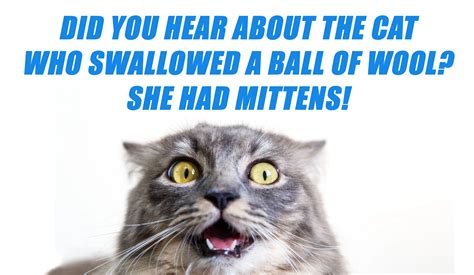 Cute Cat Jokes 50 Funny Cat Puns And Jokes For Feline Fans