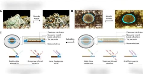 Image result for Blue-Ringed Octopus Human Form