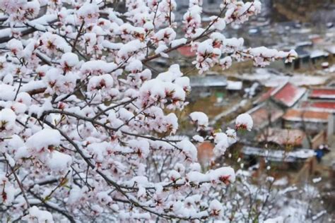 百年流苏树，人间四月雪 - 叶子 - 富士（中国）极致影像- FUJIFILM
