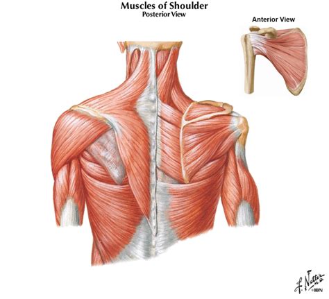 Scapular Muscle 的图像结果