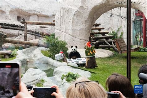 “大熊猫是和平和友谊的象征”——访莫斯科动物园园长_丁丁_如意_生活