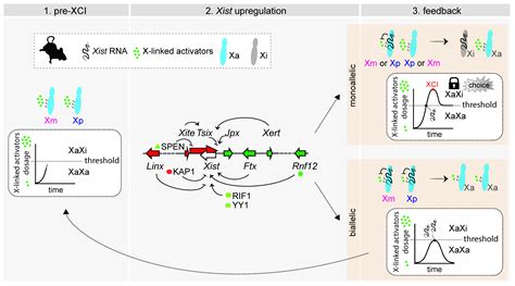 Mechanisms of Choice in X-Chromosome Inactivation