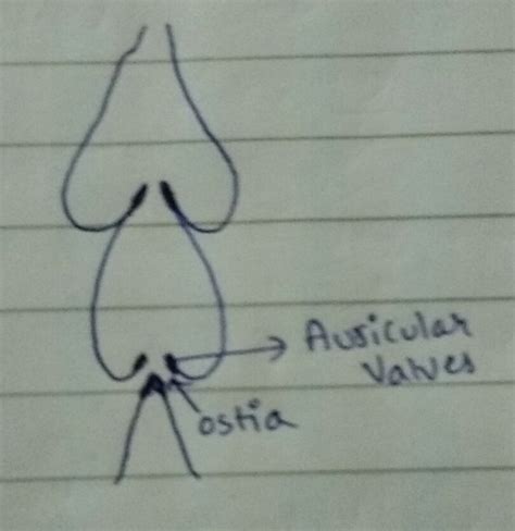 What are Ostia in cockroach and what is their function - Brainly.in