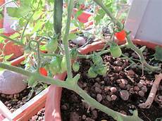 peperoni in vaso l orto sul balcone e terrazzo di casa pomodoro datterino peperoni in vaso l orto sul balcone e terrazzo di casa pomodoro datterino