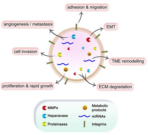 Exosomes and the extracellular matrix: a dynamic interplay in cancer ...