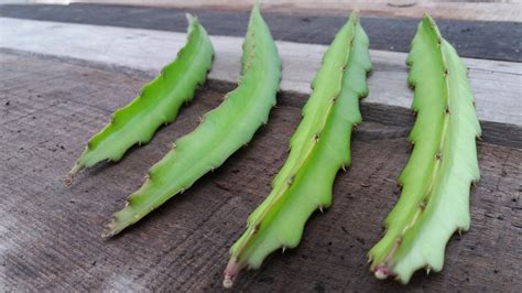 Tropical exotics Dragon Fruit One Live Plant : Amazon.in: Garden & Outdoors