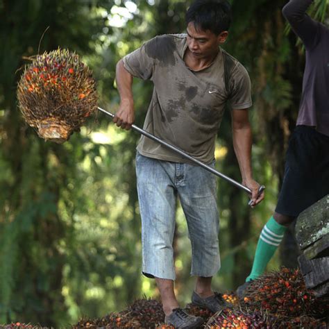 Malaysia Agriculture 的图像结果