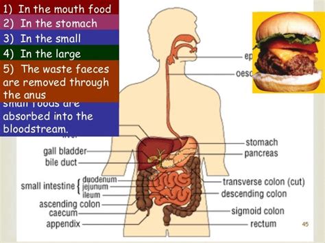 Image result for Partially Digested Food