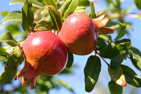 POMEGRANATE: SYMBOL OF ABUNDANCE AND FERTILITY - Living in Montenegro :)