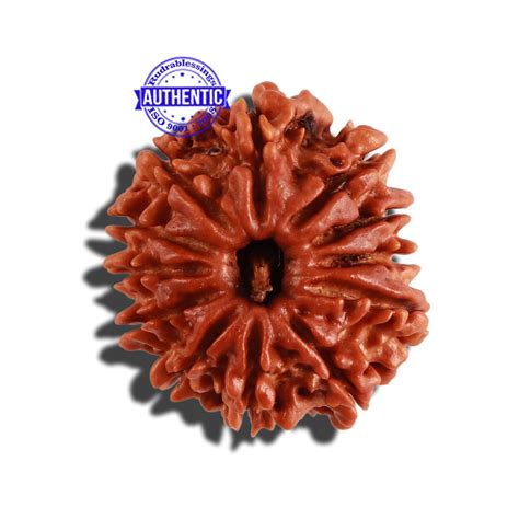 12 Mukhi Nepalese Rudraksha - Bead No 170 – Rudra and Sons